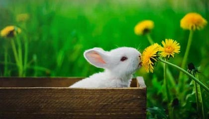 星空体育平台-开云：让云端成为生产力的新起点